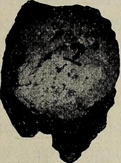 An illustration from Ohio archæological and historical quarterly, 1887, leaf 168