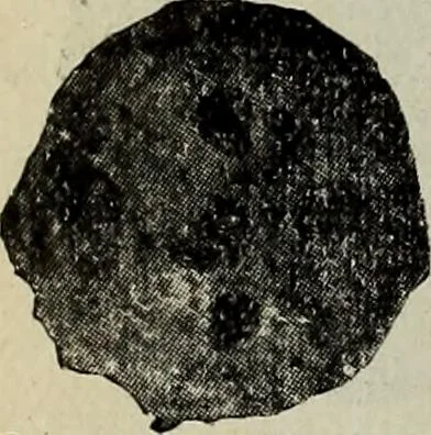 An illustration from Ohio archæological and historical quarterly, 1887, leaf 169