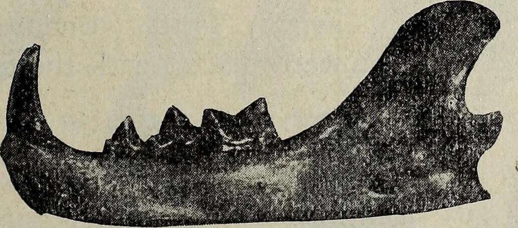 An illustration from Ohio archæological and historical quarterly, 1887, leaf 180