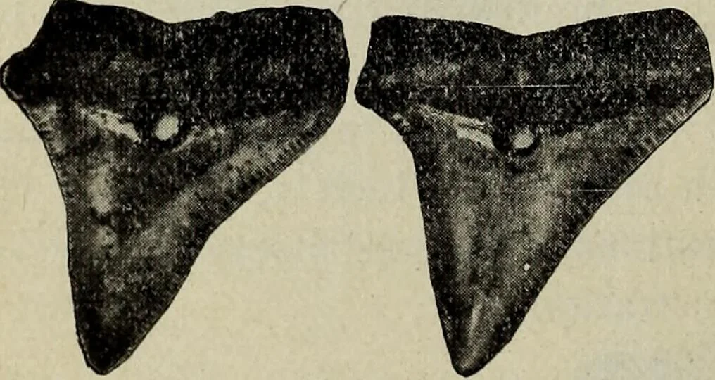 An illustration from Ohio archæological and historical quarterly, 1887, leaf 181