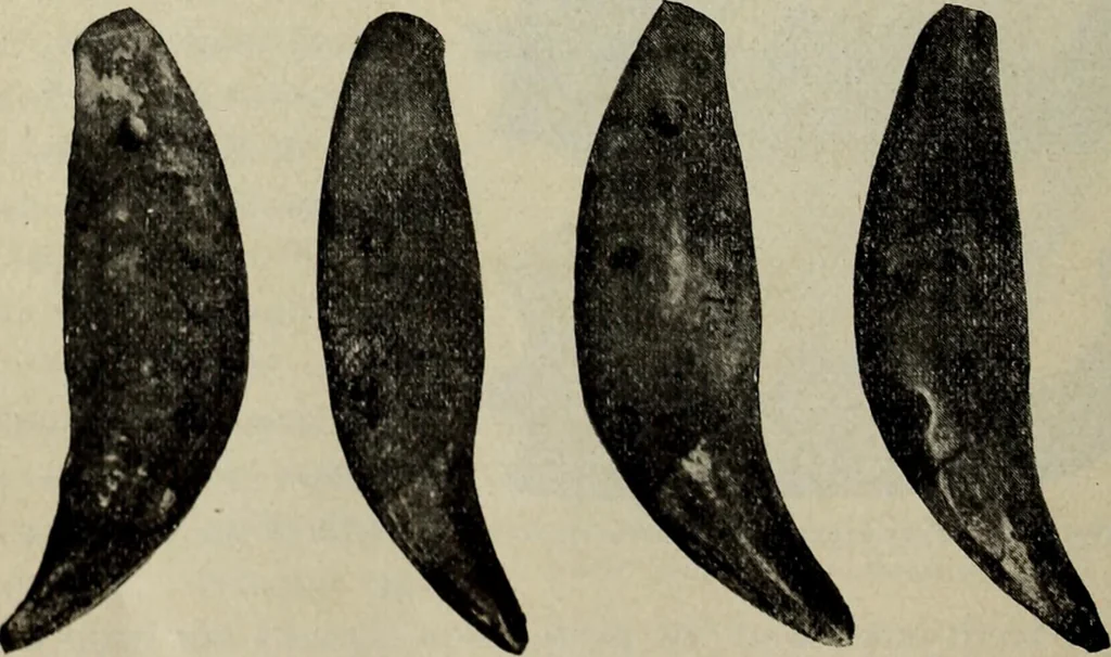 An illustration from Ohio archæological and historical quarterly, 1887, leaf 181