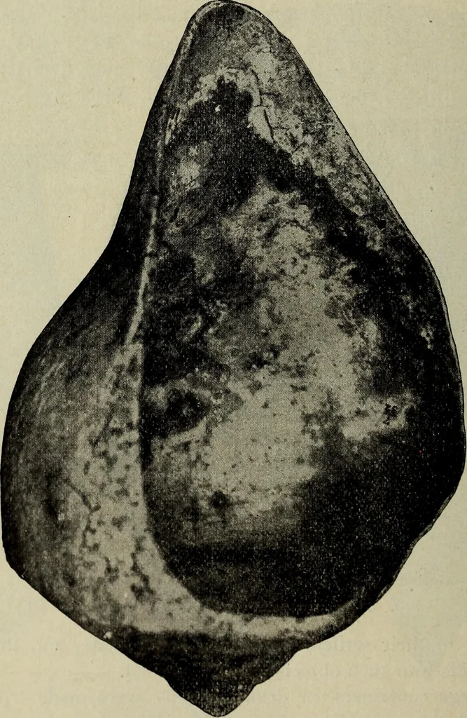 An illustration from Ohio archæological and historical quarterly, 1887, leaf 195