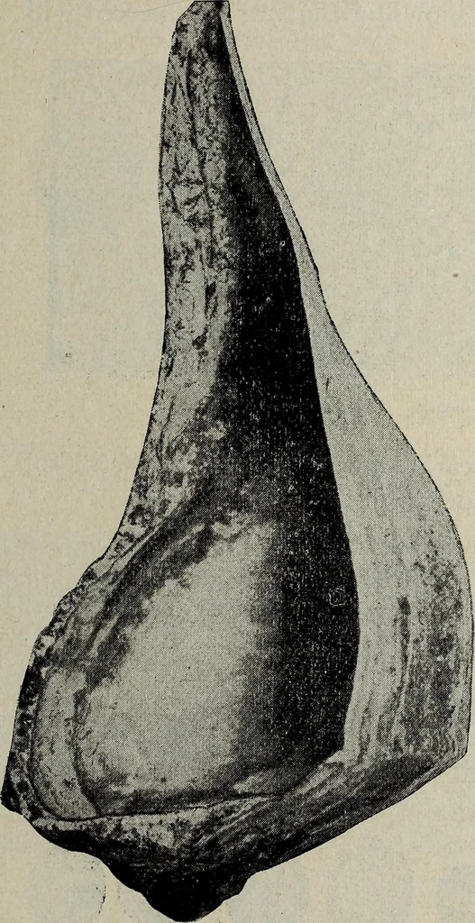 An illustration from Ohio archæological and historical quarterly, 1887, leaf 196