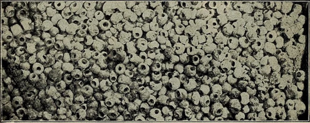 An illustration from Ohio archæological and historical quarterly, 1887, leaf 197