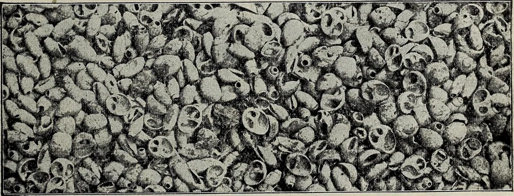 An illustration from Ohio archæological and historical quarterly, 1887, leaf 198