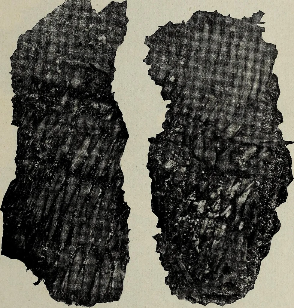 An illustration from Ohio archæological and historical quarterly, 1887, leaf 200