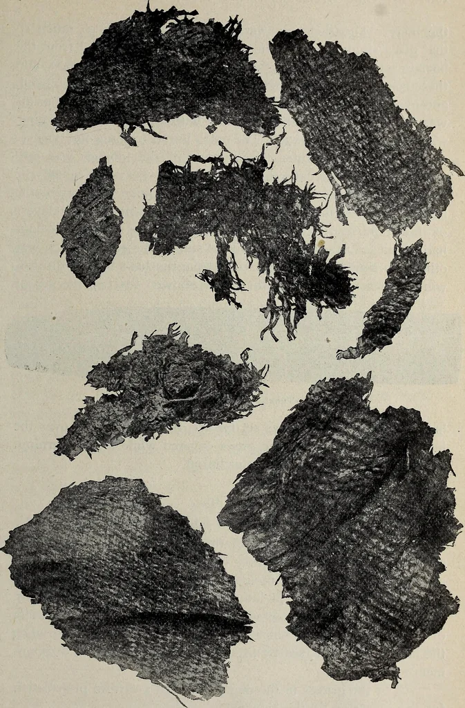An illustration from Ohio archæological and historical quarterly, 1887, leaf 202