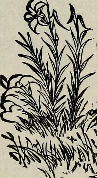 An illustration from Ohio archæological and historical quarterly, 1887, leaf 352