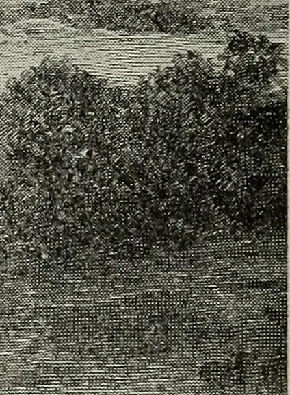 An illustration from Ohio archæological and historical quarterly, 1887, leaf 19