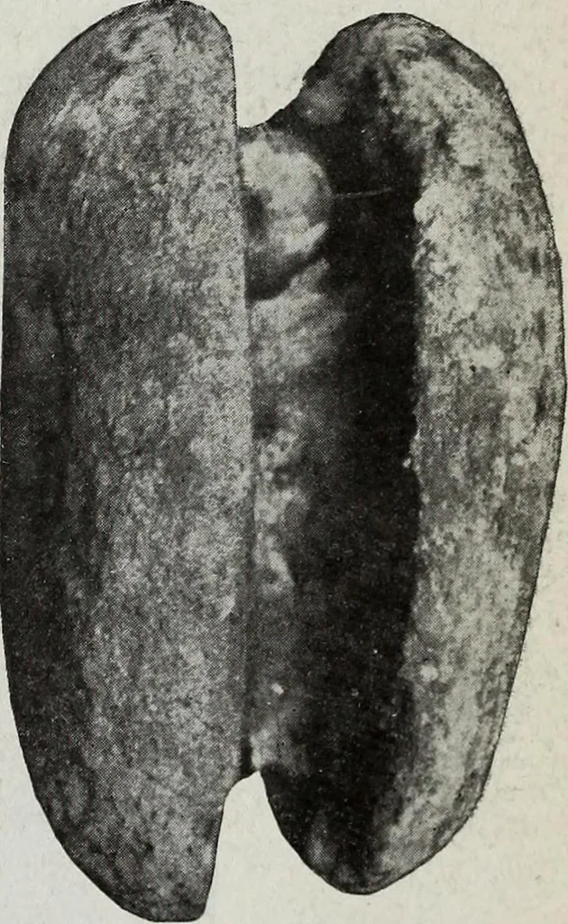 An illustration from Ohio archæological and historical quarterly, 1887, leaf 304