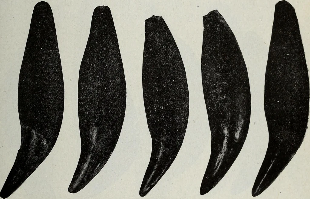 An illustration from Ohio archæological and historical quarterly, 1887, leaf 314