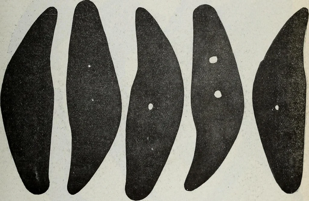 An illustration from Ohio archæological and historical quarterly, 1887, leaf 316