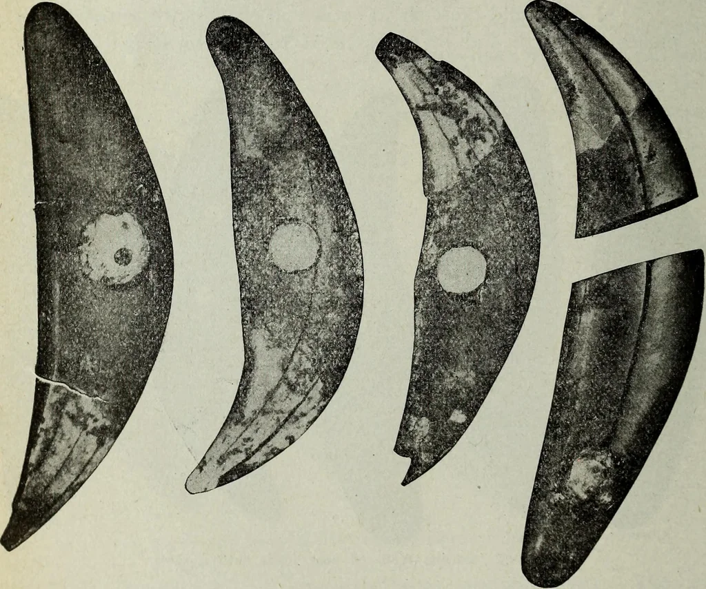 An illustration from Ohio archæological and historical quarterly, 1887, leaf 317