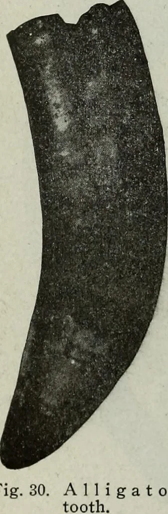 An illustration from Ohio archæological and historical quarterly, 1887, leaf 319