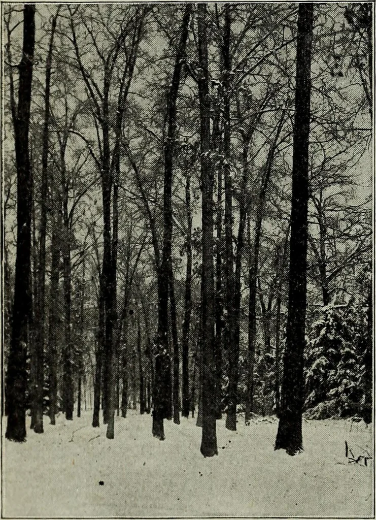 An illustration from Ohio archæological and historical quarterly, 1887, leaf 373