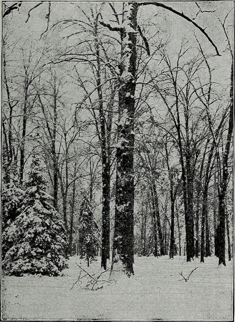 An illustration from Ohio archæological and historical quarterly, 1887, leaf 376