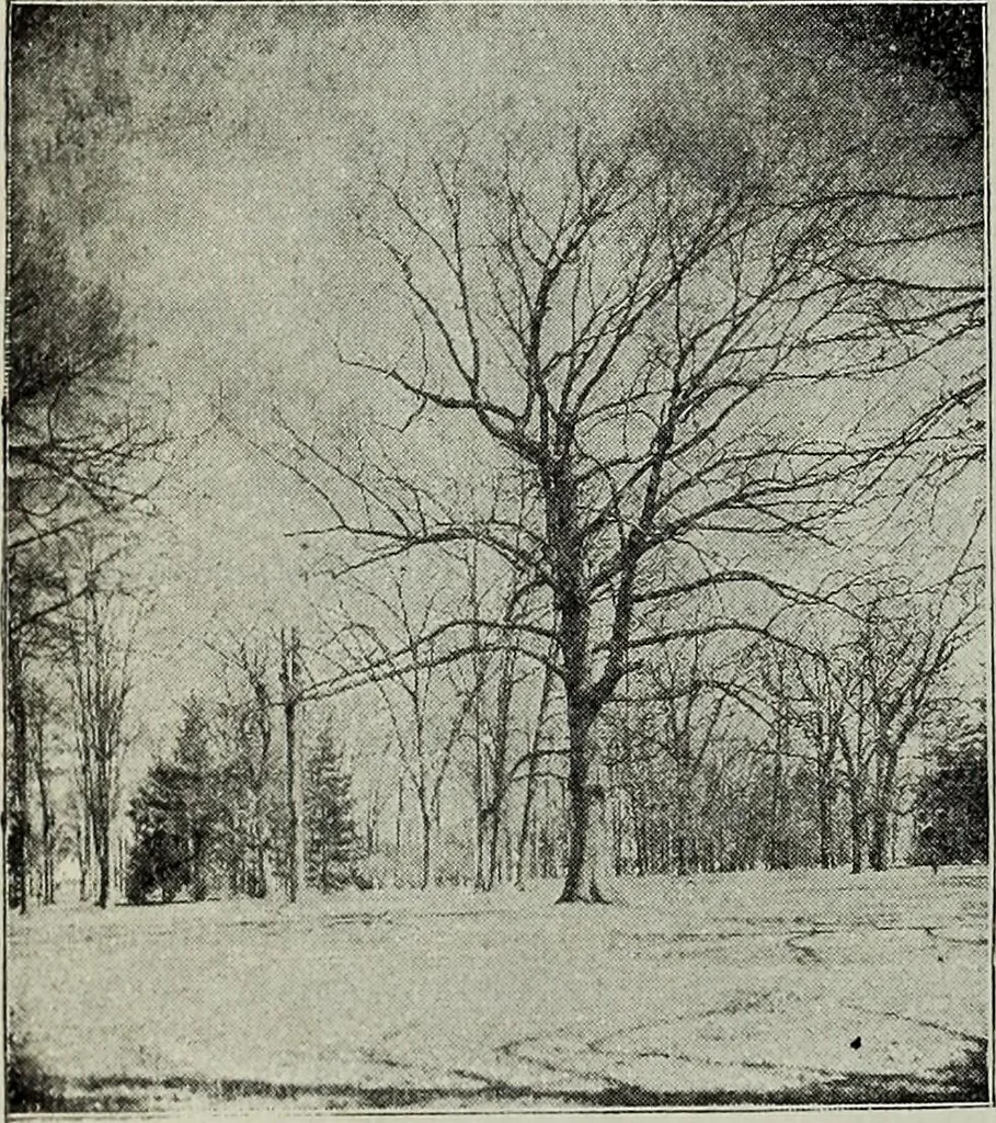 An illustration from Ohio archæological and historical quarterly, 1887, leaf 379