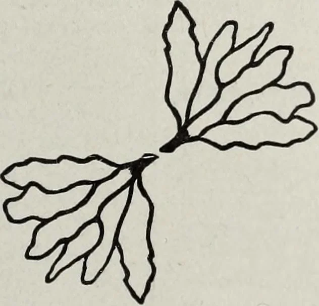 An illustration from Ohio archæological and historical quarterly, 1887, leaf 602
