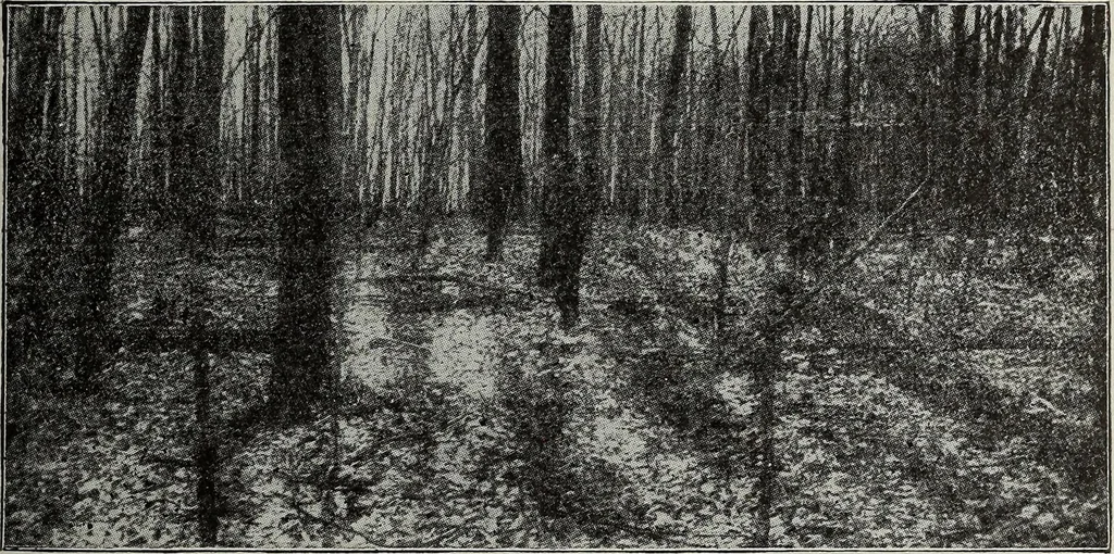 An illustration from Ohio archæological and historical quarterly, 1887, leaf 42