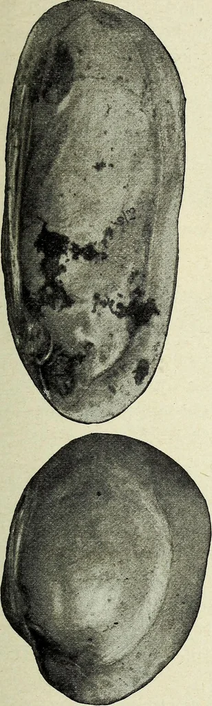 An illustration from Ohio archæological and historical quarterly, 1887, leaf 196