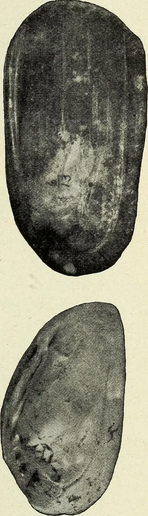 An illustration from Ohio archæological and historical quarterly, 1887, leaf 196
