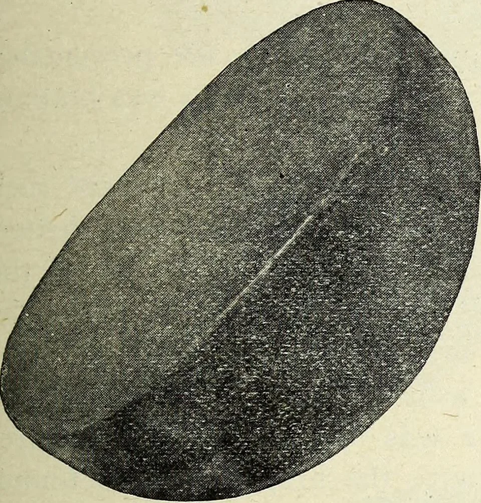 An illustration from Ohio archæological and historical quarterly, 1887, leaf 214
