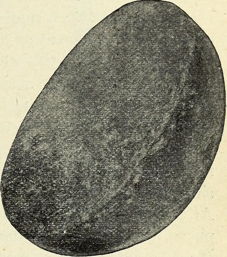An illustration from Ohio archæological and historical quarterly, 1887, leaf 214
