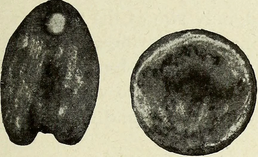 An illustration from Ohio archæological and historical quarterly, 1887, leaf 216