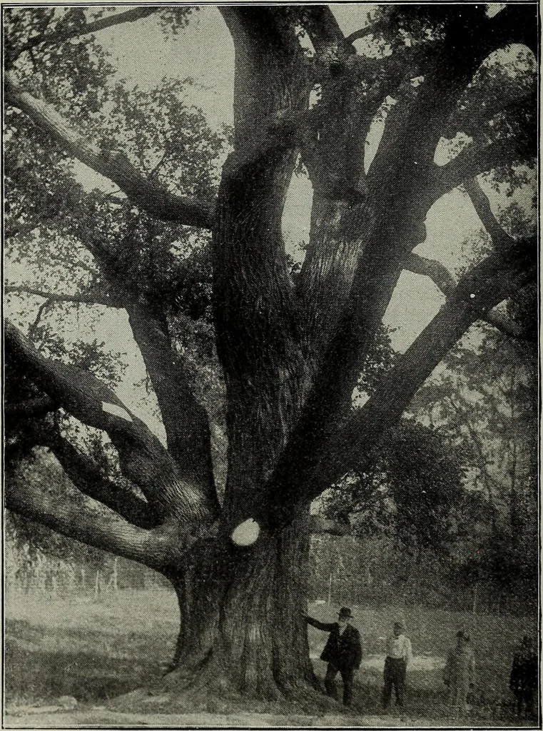 An illustration from Ohio archæological and historical quarterly, 1887, leaf 291