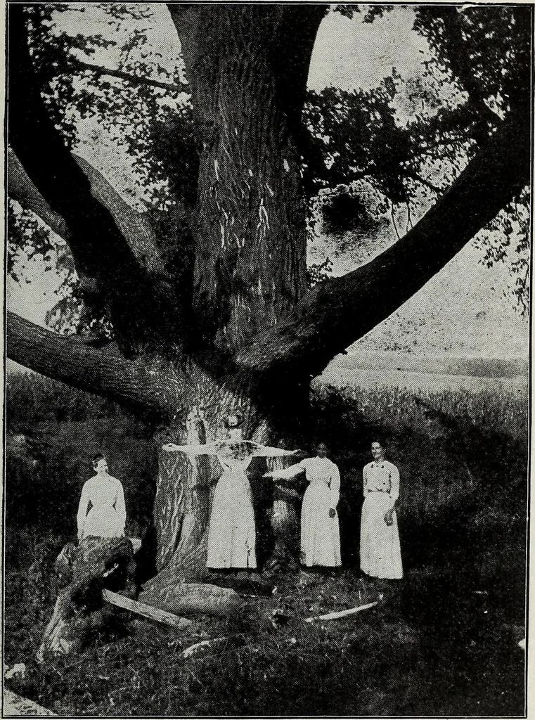 An illustration from Ohio archæological and historical quarterly, 1887, leaf 320