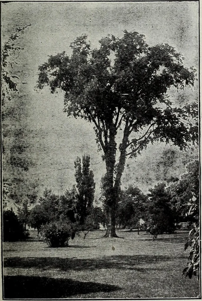 An illustration from Ohio archæological and historical quarterly, 1887, leaf 114