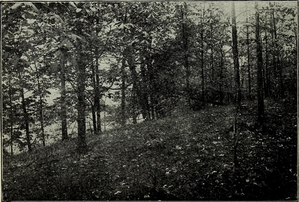 An illustration from Ohio archæological and historical quarterly, 1887, leaf 127