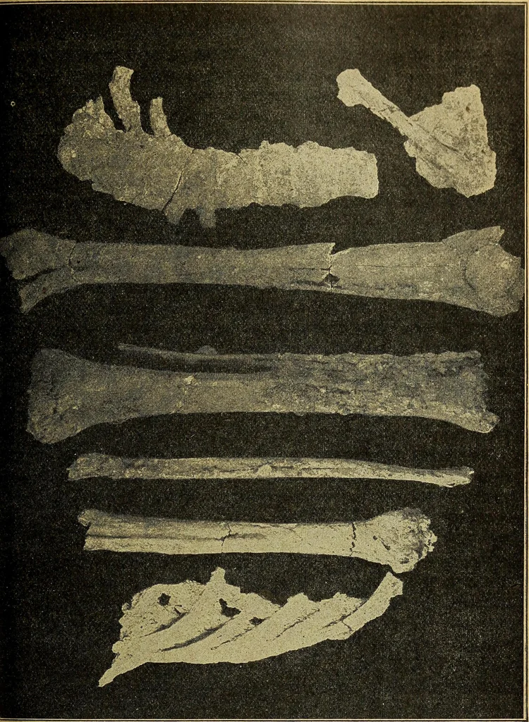 An illustration from Ohio archæological and historical quarterly, 1887, leaf 250