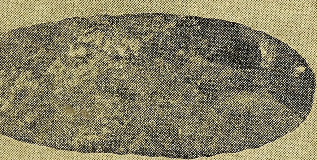 An illustration from Ohio archæological and historical quarterly, 1887, leaf 268