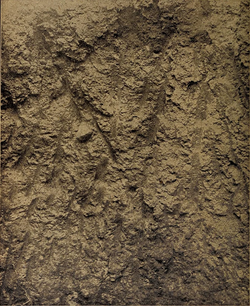 An illustration from Ohio archæological and historical quarterly, 1887, leaf 273