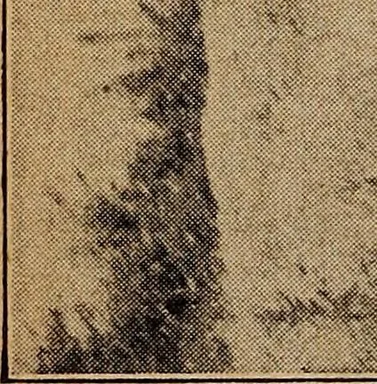 An illustration from Ohio archæological and historical quarterly, 1887, leaf 313
