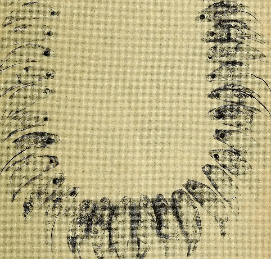 An illustration from Ohio archæological and historical quarterly, 1887, leaf 336