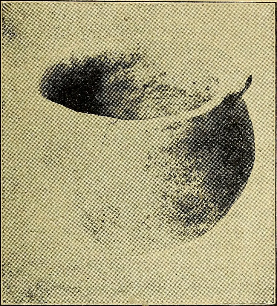 An illustration from Ohio archæological and historical quarterly, 1887, leaf 368
