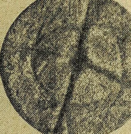 An illustration from Ohio archæological and historical quarterly, 1887, leaf 396