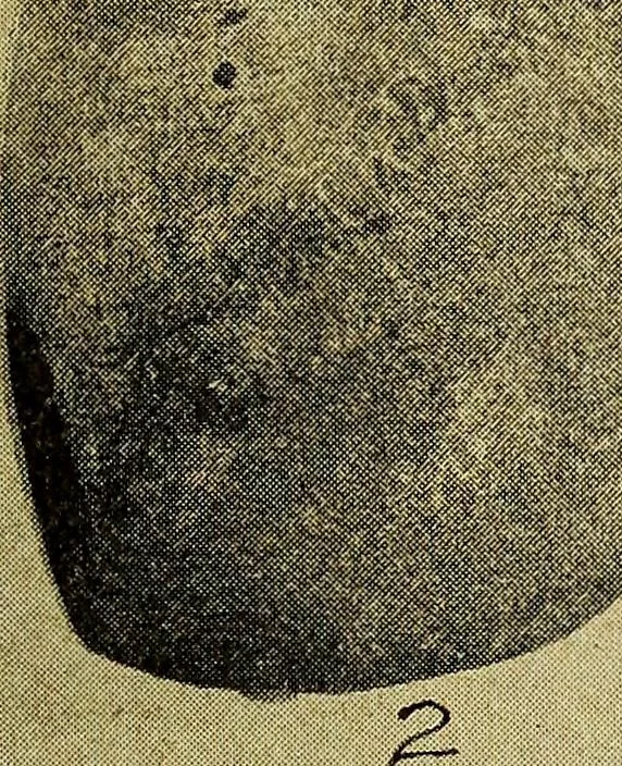 An illustration from Ohio archæological and historical quarterly, 1887, leaf 402