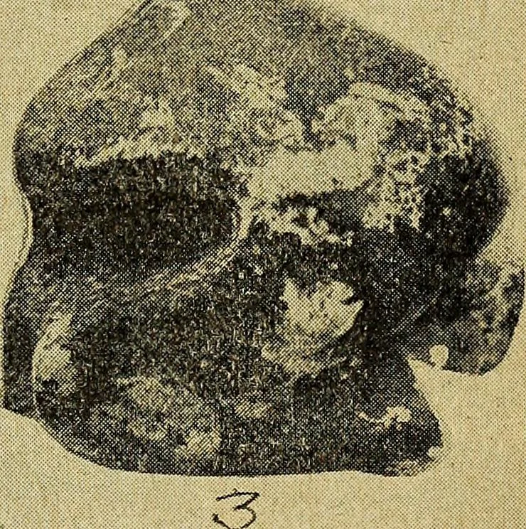 An illustration from Ohio archæological and historical quarterly, 1887, leaf 402