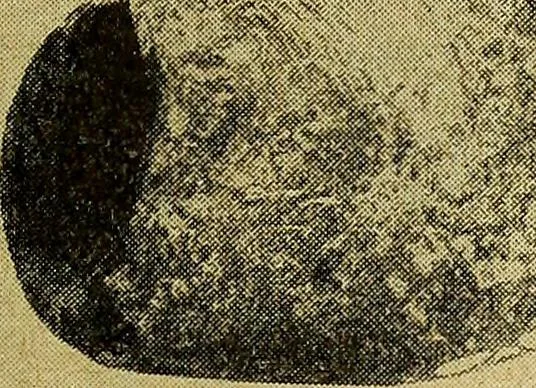 An illustration from Ohio archæological and historical quarterly, 1887, leaf 406
