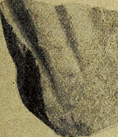 An illustration from Ohio archæological and historical quarterly, 1887, leaf 414