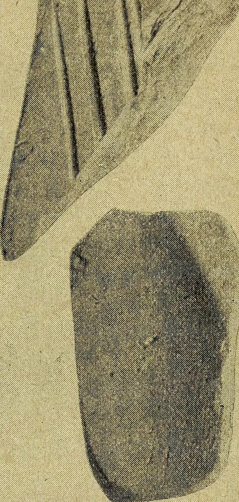 An illustration from Ohio archæological and historical quarterly, 1887, leaf 414
