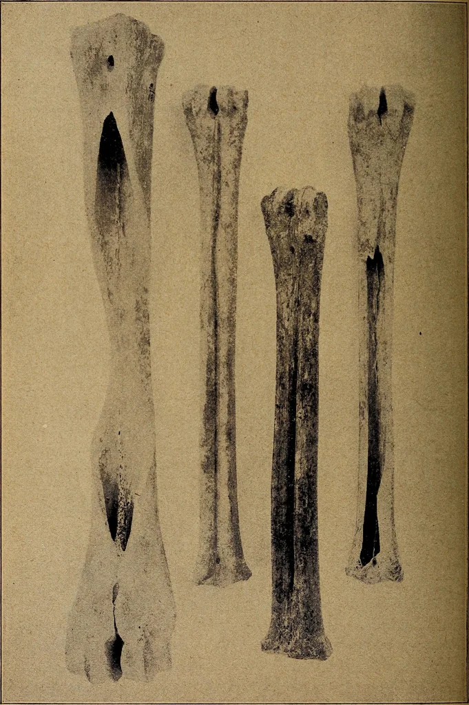An illustration from Ohio archæological and historical quarterly, 1887, leaf 429