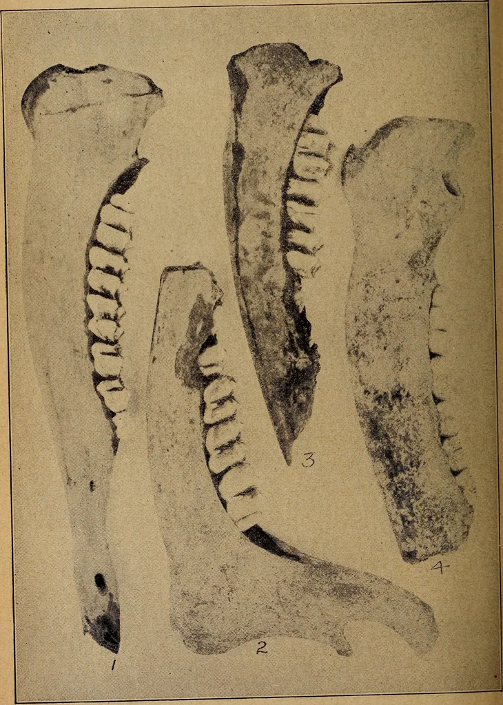 An illustration from Ohio archæological and historical quarterly, 1887, leaf 445