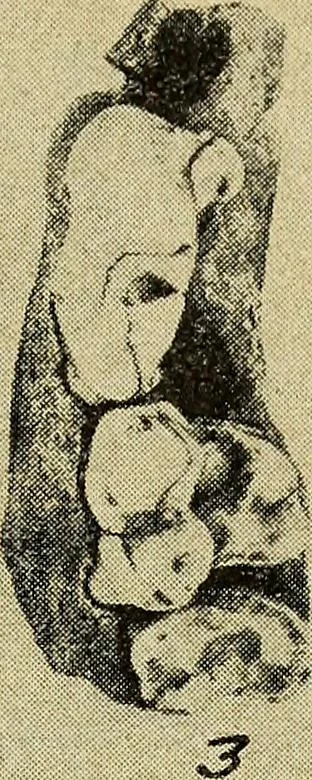 An illustration from Ohio archæological and historical quarterly, 1887, leaf 446