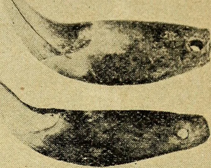 An illustration from Ohio archæological and historical quarterly, 1887, leaf 448