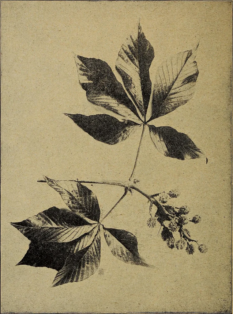 An illustration from Ohio archæological and historical quarterly, 1887, leaf 283