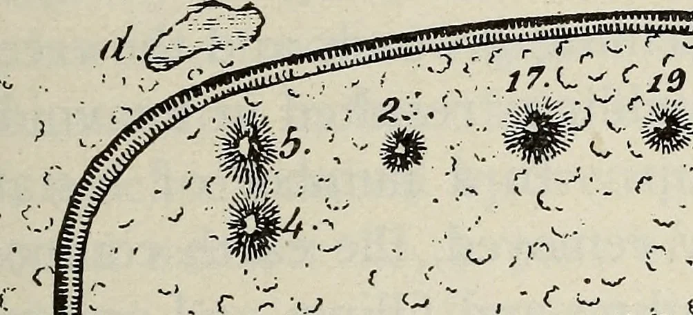 An illustration from Ohio archæological and historical quarterly, 1887, leaf 440